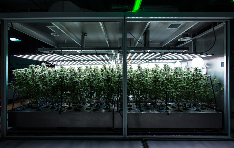 Waveseer_Cannabis_Cultivation_Process_Facility_Image_7